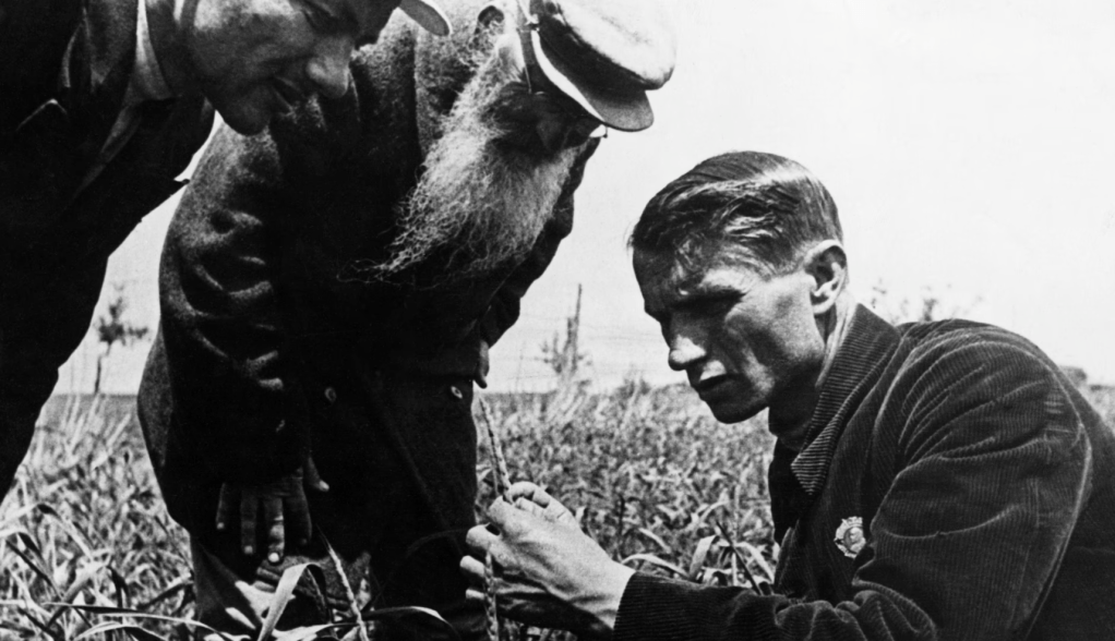 Trofim Lysenko measures the growth of wheat in a collective farm field near Odessa, Ukraine(Hulton Deutsch-Corbis-Getty)
