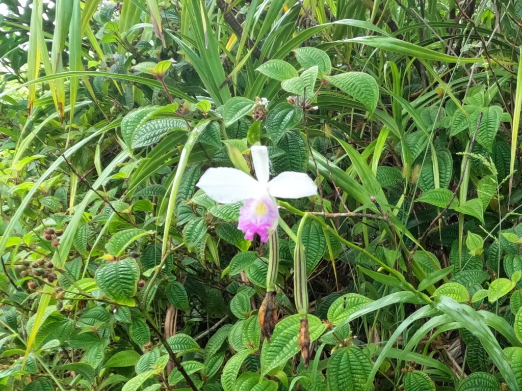 A white and pink orchid against a background of leaves.